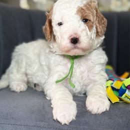 Fizzy - Parti male Goldendoodle puppy in Yuciapa, California from AlltheDoodlez_
