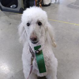 Poodles from Applelane Standard Poodles