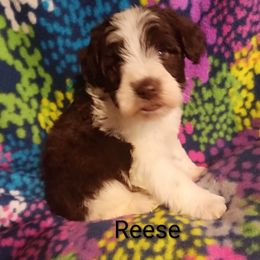 Reese - Parti male Miniature Schnauzer puppy in Midland, Texas from Shebbies Puppy Palace