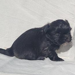 Hawk - Black male Shih Tzu puppy in Willard, Utah from Shih-tzu Queen