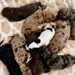 Goldendoodle puppies from RVA DOODLES, LLC