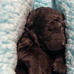 Girl 3 - Black Poodle puppy in Vancouver, Washington from Urban Hero Poodles