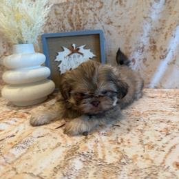 Elise - Liver female Shih Tzu puppy in Success, Missouri from Sweet Success