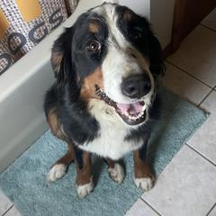 Renfri - Bernese Mountain Dog