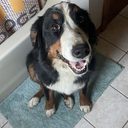 Renfri - Bernese Mountain Dog