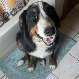 Renfri - Bernese Mountain Dog