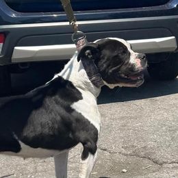 Ursula - Alapaha Blue Blood Bulldog