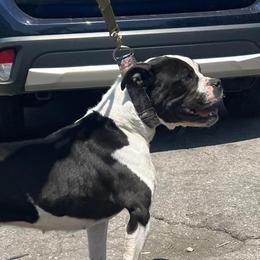 Ursula - Alapaha Blue Blood Bulldog