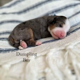 Dumpling - Blue merle male Bernedoodle puppy in Waco, Texas from Blessings Pups Doodles