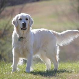 Golden Retrievers from Home Sweet Home English Goldens