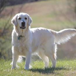 Golden Retrievers from Home Sweet Home English Goldens
