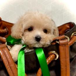 Lovey-Dovey - Cream male Maltipoo puppy in Spring, Texas from GlamPaw Maltipoos