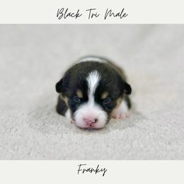 Franky - Black and tan male Pembroke Welsh Corgi puppy in Onalaska, Washington from Shoestring Valley Corgis