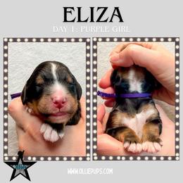 Eliza (Purple collar) - Tri-color female Bernedoodle puppy in Boiling Springs, South Carolina from OlliePups, LLC