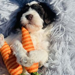 Australian Labradoodle, Cockapoo, and Goldendoodle Puppies from Hope Lane Kennels