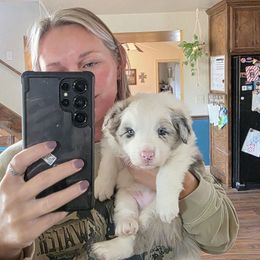 Louie - White and blue merle male Border Collie puppy in Ripley, Oklahoma from Adventure5 Border Collies