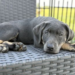 Tan Point Charcoal Male - Lindt - Charcoal male Dilute Retriever puppy in Roberts, Wisconsin from Loving Loyal Labs