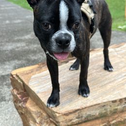 Boston Terrier Puppies from Dismond BT Farm