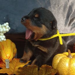 Miniature Schnauzer and Rottweiler Puppies from Mystique Kennel