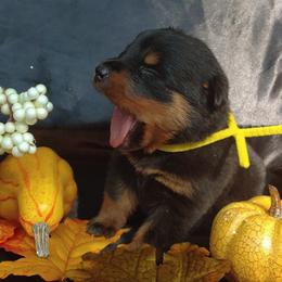 Miniature Schnauzer and Rottweiler Puppies from Mystique Kennel