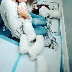 Japanese Spitz Puppies from IMag Japanese Spitz