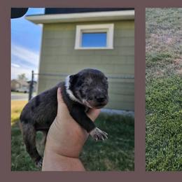 Australian Cattle Dog All Grown Up from Blue Steel Cattle dogs