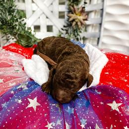 Ray - Chocolate male Goldendoodle puppy in Montgomery, Texas from Dacus Doodles