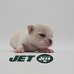 Chihuahua Puppies from Precious Paws of Florida