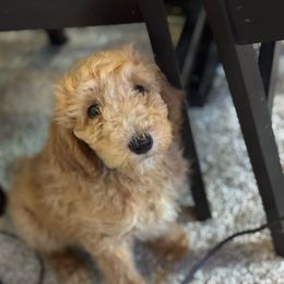 Little britches - Red  female Poodle puppy in Cookeville, Tennessee from The Palks Poodles
