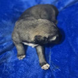 Anatolian Shepherd Dog Puppies from Florida Anatolian Shepherds