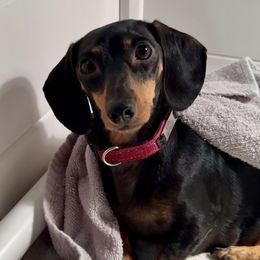 Lilly - Dachshund