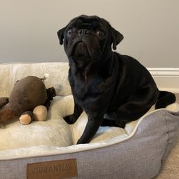 Tima - Pug