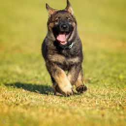 German Shepherd Puppies from Sommerfeld German Shepherds