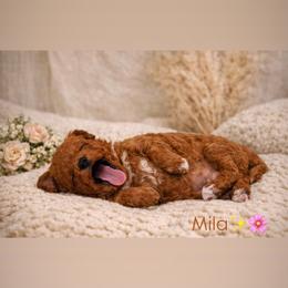 Mila - Red female Cavapoo puppy in South Jordan, Utah from Wasatch Pup