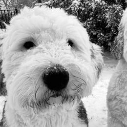 Old English Sheepdogs from Amble Creek Old English Sheepdogs