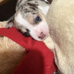 Sable - Merle female Chihuahua puppy in Canton, Texas from Heavenly Chihuahua