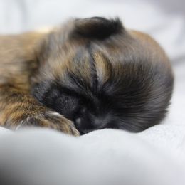 Dorthy - Brindle female Shih Tzu puppy in Vernon, New Jersey from Calta’s Cute Shih Tzu