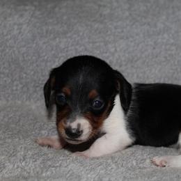 Princess Fiona - Piebald female Dachshund puppy in Kilgore, Texas from The Barefield Doxies