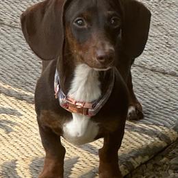 Lane - Dachshund