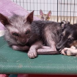 Silken Windhound Puppies from Silken Agents of CSBeck