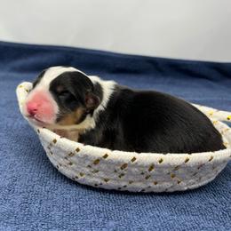 Midnight - Black and tan female Pembroke Welsh Corgi puppy in Waco, Texas from The Comma Corgis