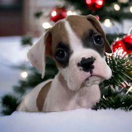 Boxer Puppies from Kristi Kenny