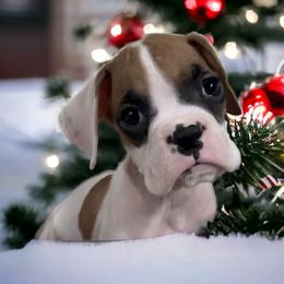 Boxer Puppies from Kristi Kenny