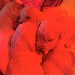 Chieftain - Light golden male Golden Retriever puppy in Watkins, Colorado from Brightside Goldens