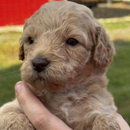 Thunder - Apricot male Goldendoodle puppy in Arcadia, Florida from KnuDawn Goldendoodles and Cavapoos