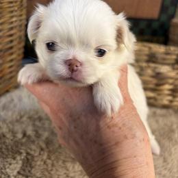 Boy 1 - Lemon and white male Japanese Chin puppy in Sandstone, Minnesota from Peaceful Garden Cavaliers