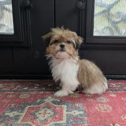 Sweetness - Cream male Mi-Ki puppy in San Francisco, California from Moonstone miki's