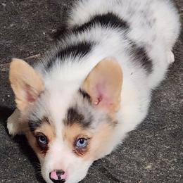 American Corgi and Pembroke Welsh Corgi Puppies from Nightstreak Corgis