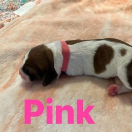 Basset Hound Puppies from Three Boys Bassets