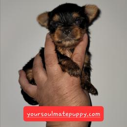 Girl 2 - Black and gold female Yorkshire Terrier puppy in Gilbert, Arizona from Yorkie Your Soulmate Puppy